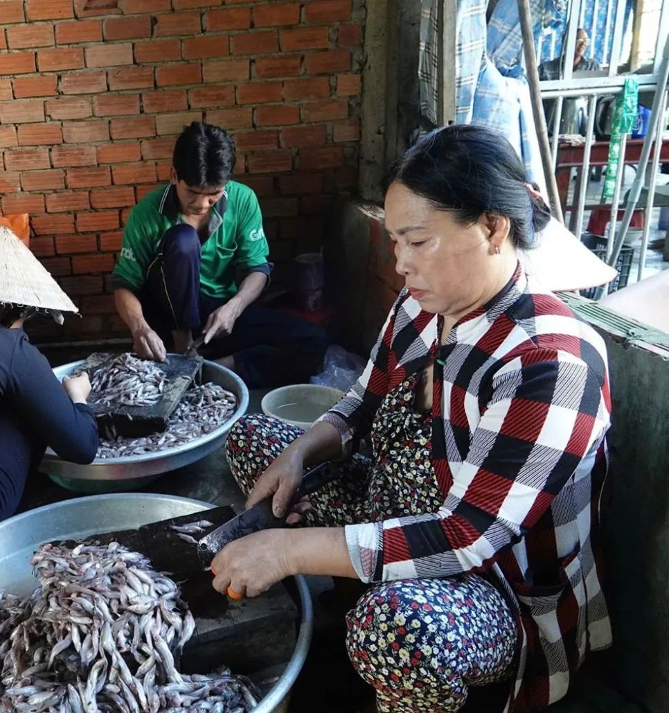 Người dân sơ chế cá đồng trước khi làm mắm Người dân sơ chế cá đồng trước khi làm mắm