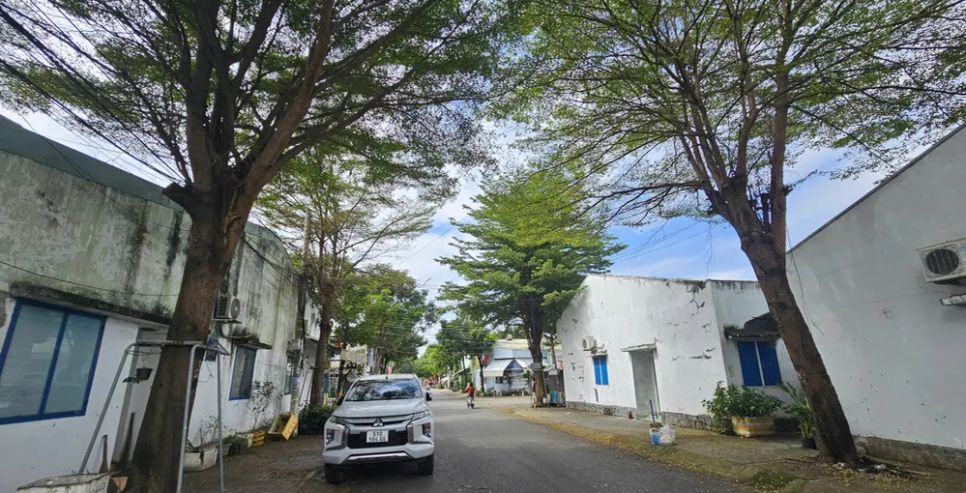 Hiện tượng sâu róm xuất hiện tại một khu dân cư thuộc phường Phú Lợi