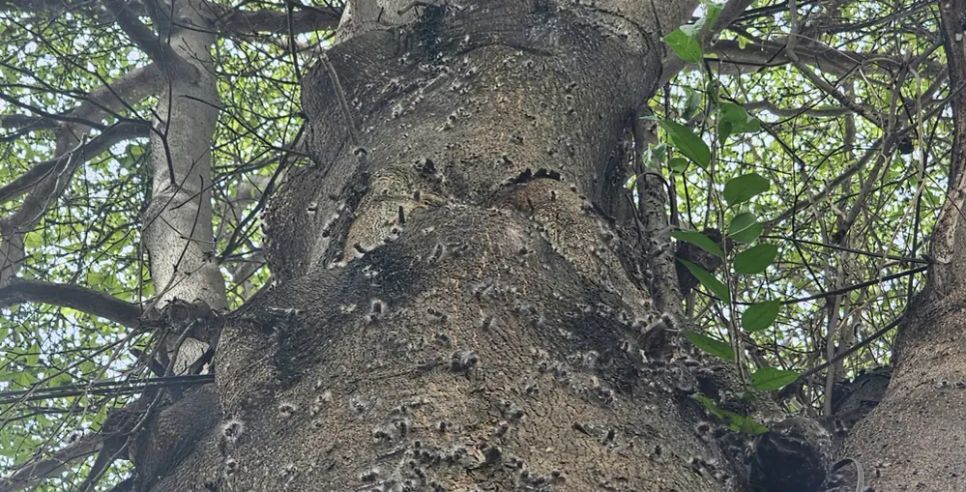 Sâu róm xuất hiện nhiều trên các thân cây to