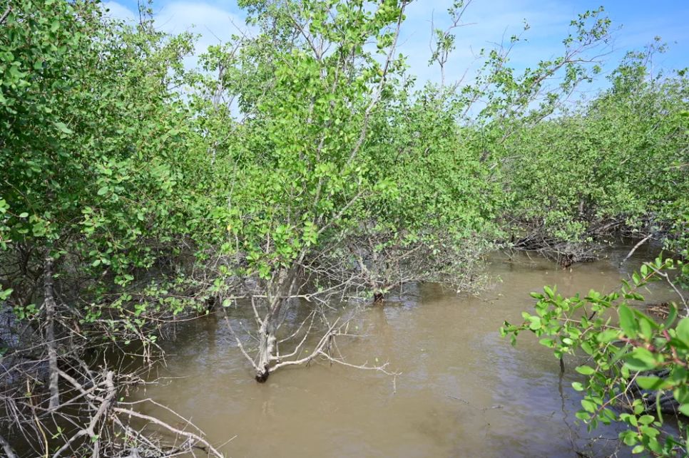 Khám phá rừng ngập mặn ở Đồ Sơn, TP Hải Phòng Khám phá rừng ngập mặn ở Đồ Sơn, TP Hải Phòng