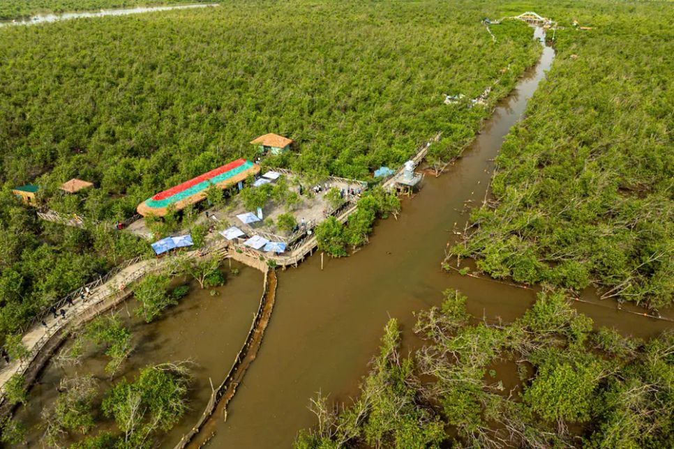 Quang cảnh rừng ngập mặn Đồi Rồng nhìn từ trên cao Quang cảnh rừng ngập mặn Đồi Rồng nhìn từ trên cao