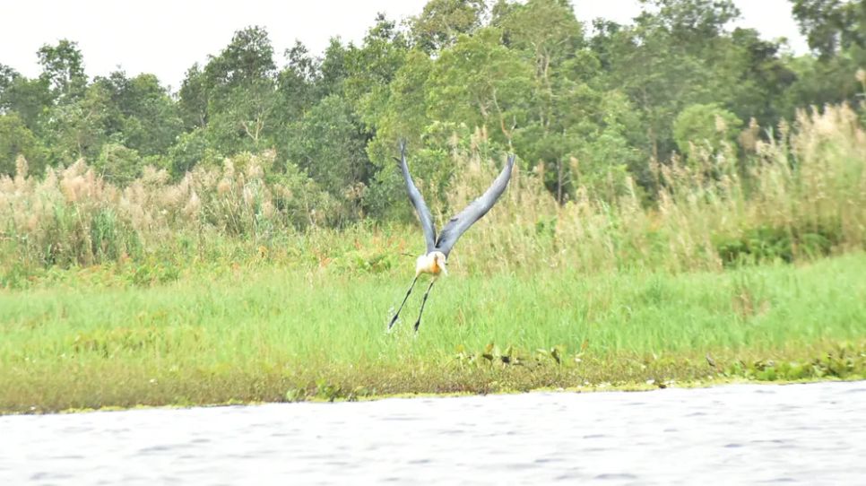 Hiện 57 loài động vật, thực vật nguy cấp, quý hiếm đang sinh sống ở Vườn quốc gia U Minh Thượng. Trong ảnh: Chim già đẫy java, là loài di cư, nằm trong Sách đỏ Việt Nam, đã trú ngụ nhiều năm ở nơi đây