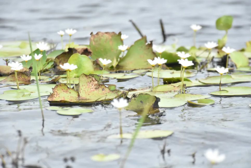 Hoa thủy đầu ấn nở rộ giữa khung cảnh hoang sơ trong Vườn quốc gia U Minh Thượng