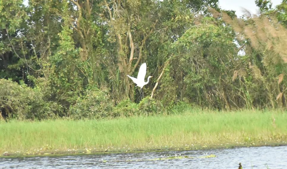 Nơi đây đang có khoảng 334 loài thực vật, 32 loài thú, 190 loài chim, 53 loài bò sát lưỡng cư, 33 loài cá và nhiều loài động vật thủy sinh