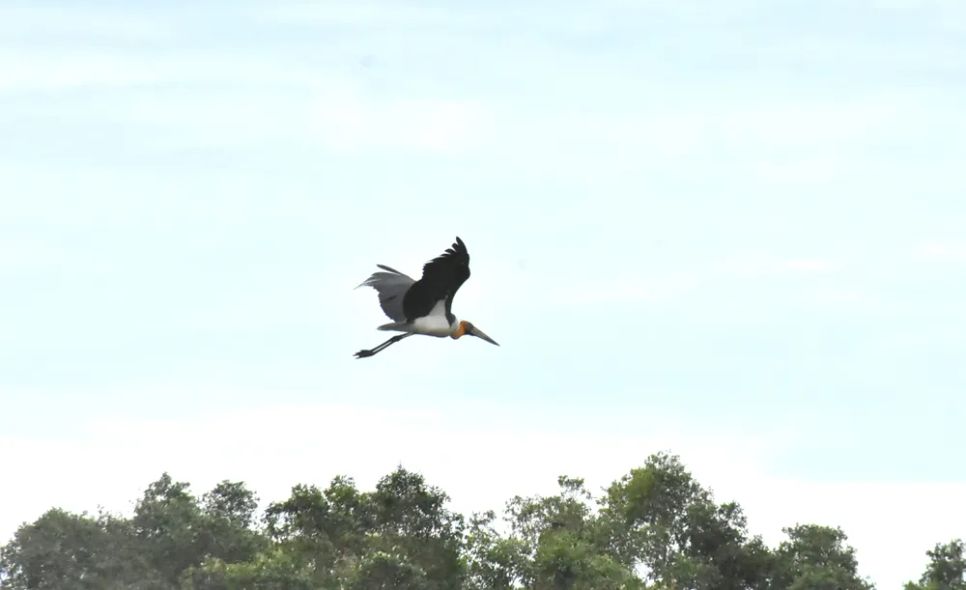 Riêng về loài chim, Vườn quốc gia U Minh Thượng đang có 6 loài nằm trong Sách đỏ Việt Nam gồm: già đẫy java, bồ nông chân xám, hạc cổ trắng, cò quắm trắng đầu đen, điên điển và giang sen
