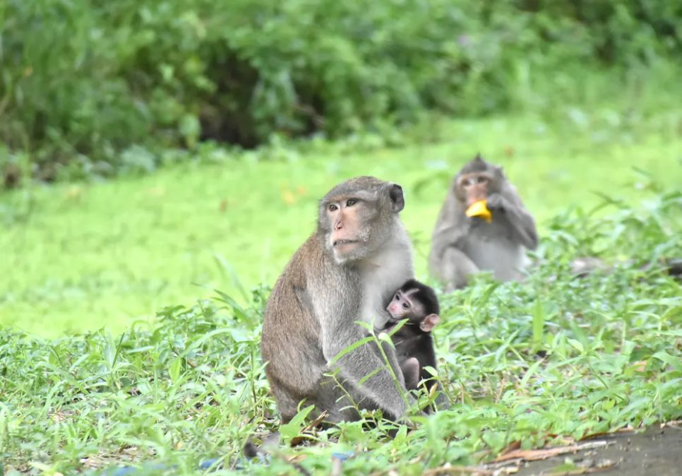 Vườn quốc gia U Minh Thượng được công nhận là 1 trong 3 khu vực trọng yếu của khu dự trữ sinh quyển thế giới, Vườn di sản ASEAN năm 2012, khu Ramsar vào năm 2015