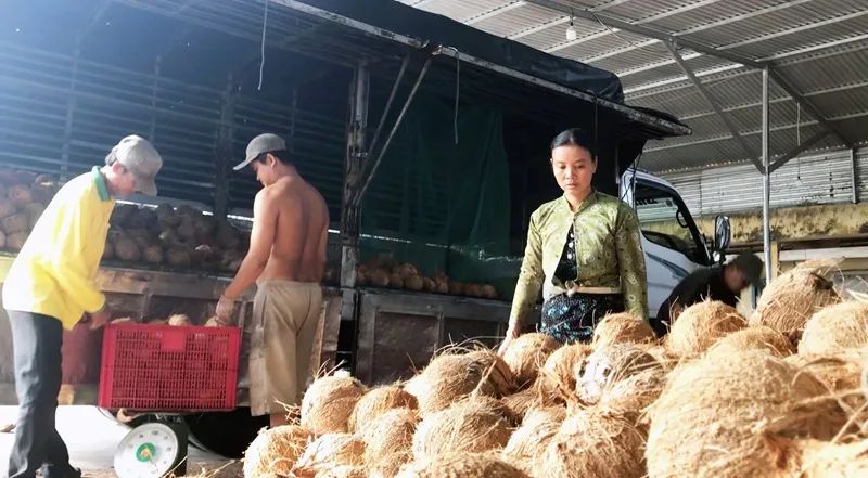 Hợp tác nông nghiệp Định Thuỷ (xã Đồng Khởi, tỉnh Vĩnh Long) cung cấp dừa nguyên liệu cho các công ty chế biến Hợp tác nông nghiệp Định Thuỷ (xã Đồng Khởi, tỉnh Vĩnh Long) cung cấp dừa nguyên liệu cho các công ty chế biến