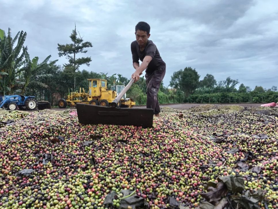 Nông dân Gia Lai phơi cà phê