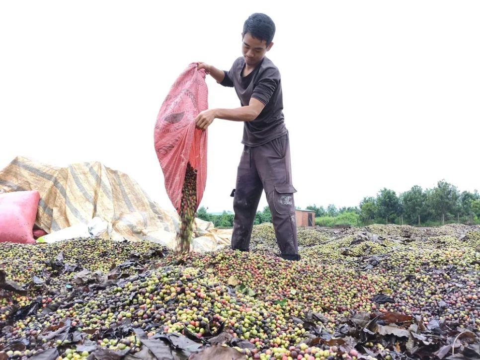 Nông dân phơi cà phê