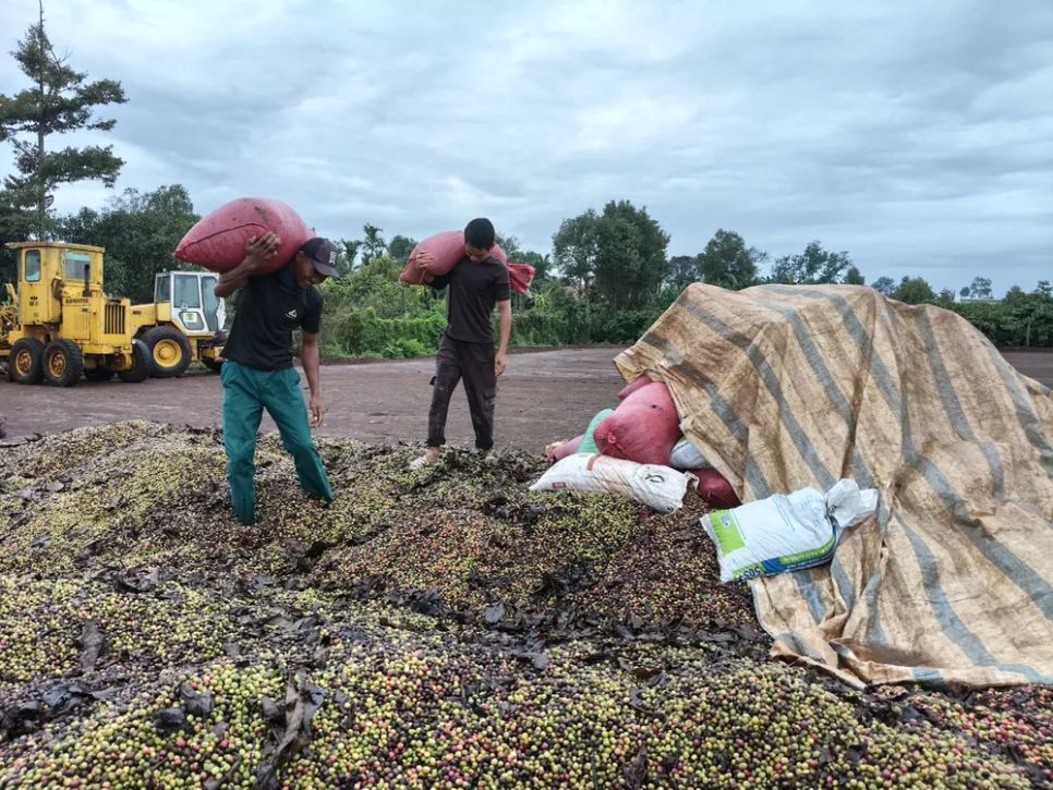Vận chuyển cà phê đi phơi