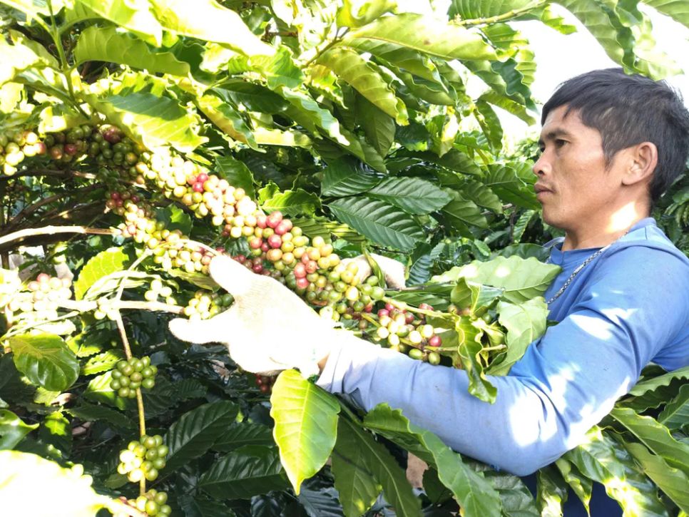 Vườn cà phê sai trĩu quả ở Gia Lai