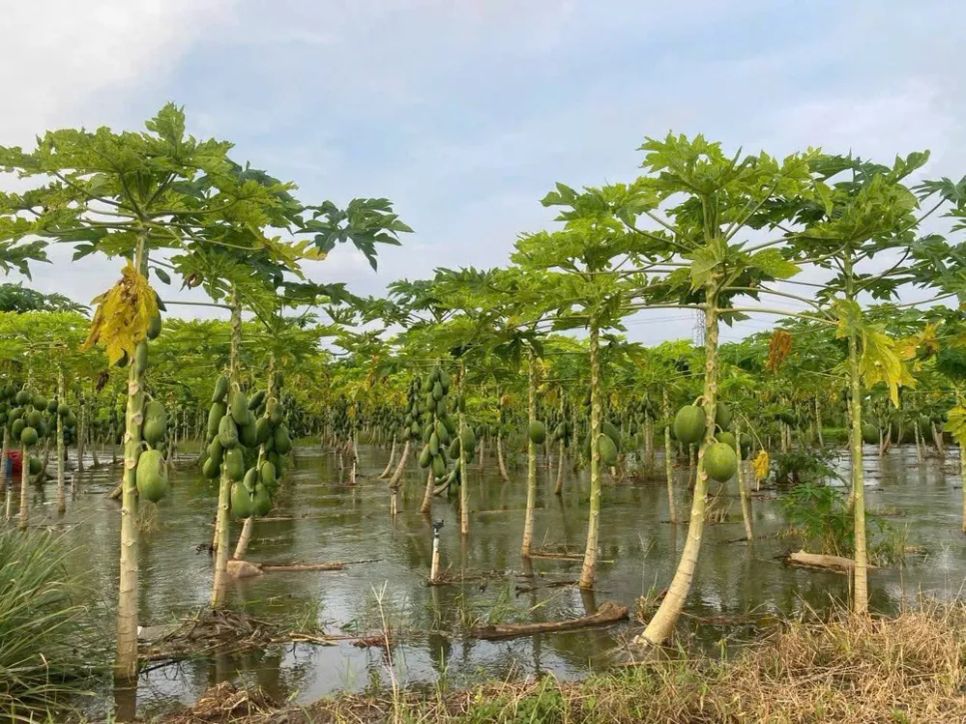 Mưa kết hợp xã lũ của các hồ trong thời gian quan khiến nhiều diện tích trồng màu của người dân ngập trong nước