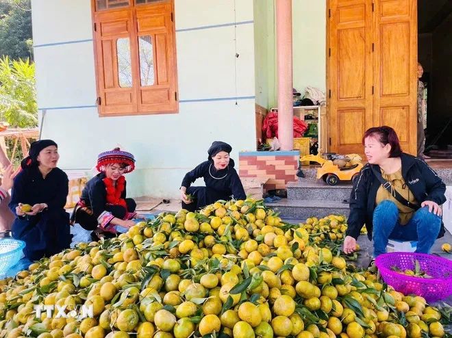 Người dân Bạch Thông phấn khởi khi được mùa quýt Bắc Kạn