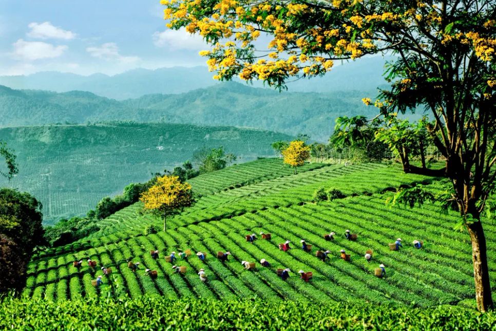 Lễ hội Trà Quốc tế 2025 lần đầu tiên được tổ chức tại Việt Nam Lễ hội Trà Quốc tế 2025 lần đầu tiên được tổ chức tại Việt Nam