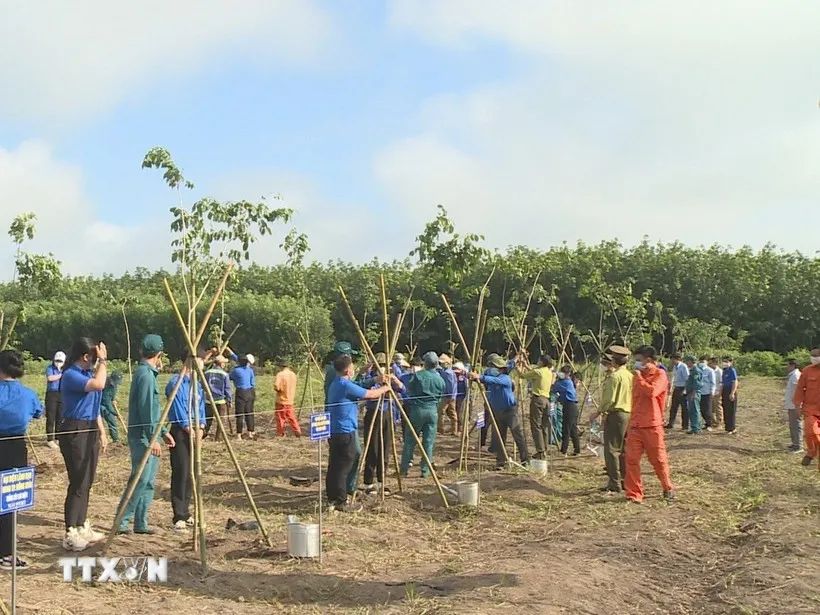 Việt Nam trồng được hơn 1,4 tỷ cây xanh trong 5 năm qua