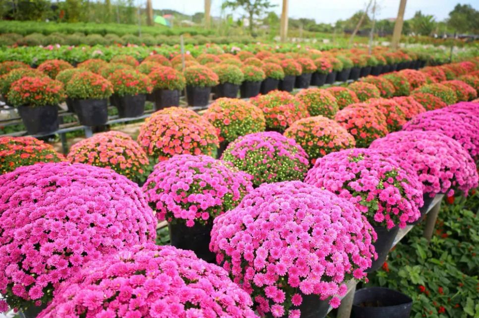 Hơn 1.000 giống hoa kiểng sẽ trưng bày tại Festival Hoa – Kiểng Sa Đéc