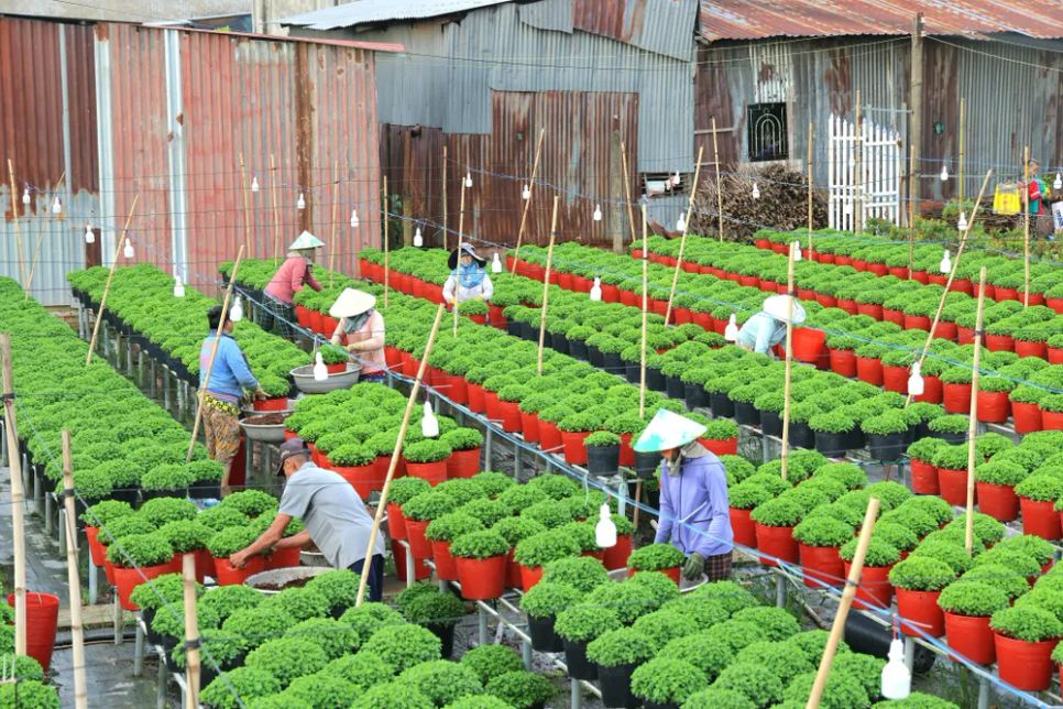 Người dân chăm sóc hoa phục vụ cho lễ hội