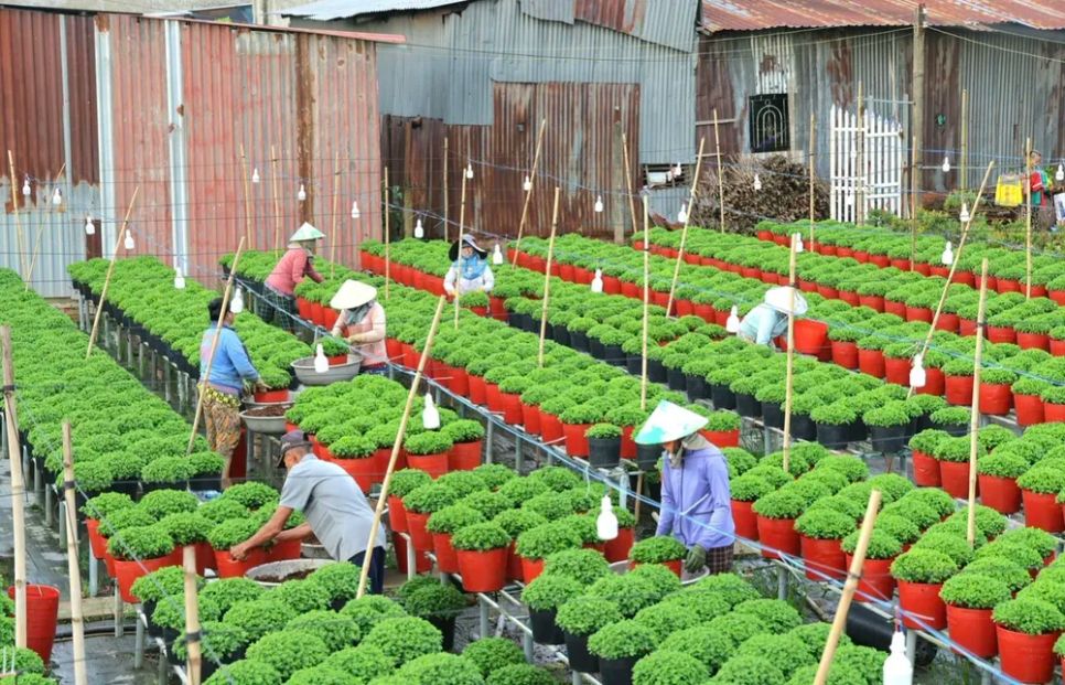 <i>Nhà vườn đang tất bật chăm sóc hoa kiểng nhằm phục vụ cho sự kiện</i>