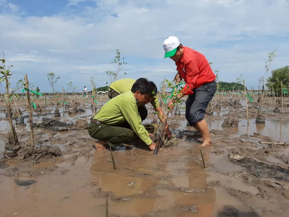 Trồng rừng chống sạt lở bờ biển tỉnh Cà Mau