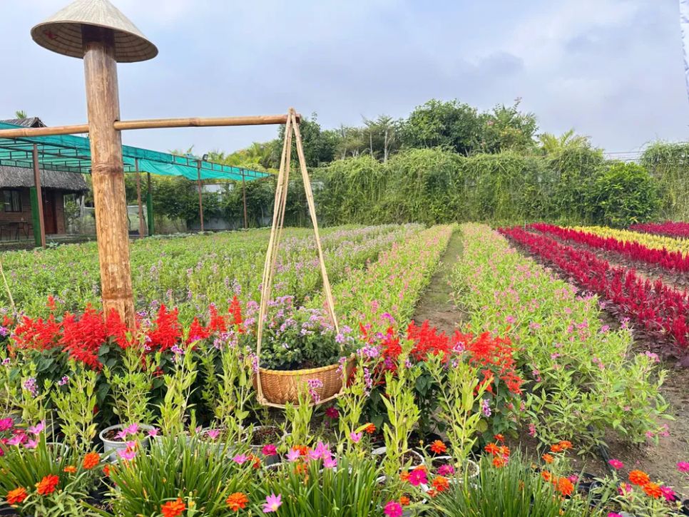 Làng hoa Sa Đéc tất bật trước ngày Festival Hoa - Kiểng lần II