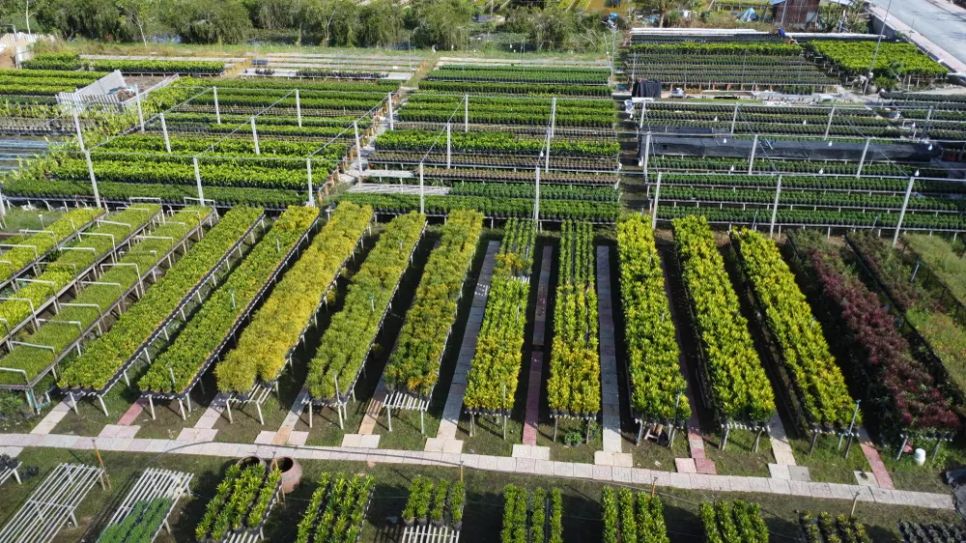 Làng hoa Sa Đéc tất bật trước ngày Festival Hoa - Kiểng lần II