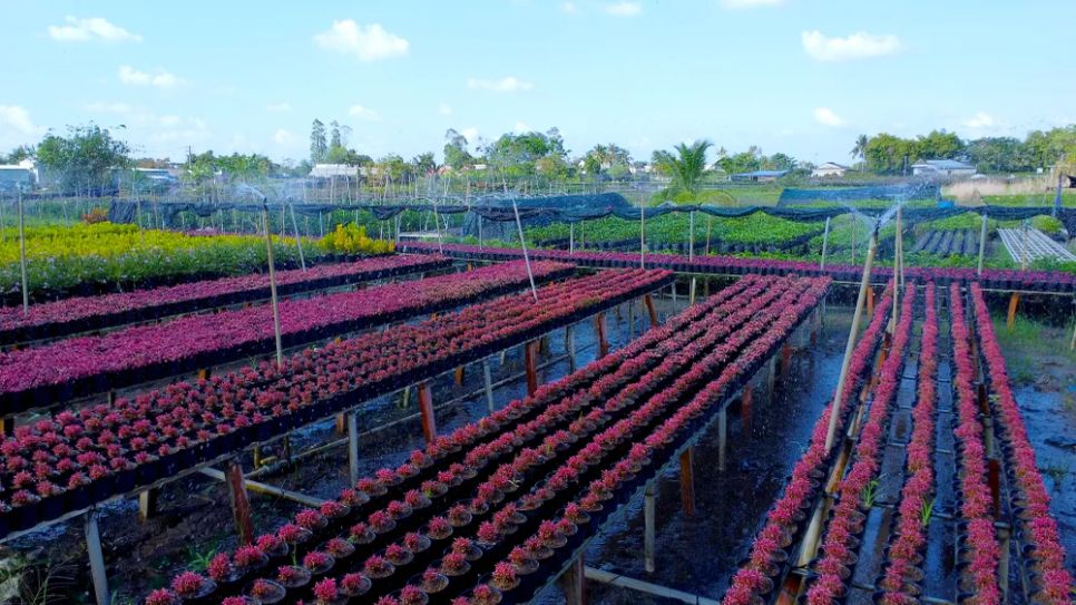 Làng hoa Sa Đéc tất bật trước ngày Festival Hoa - Kiểng lần II