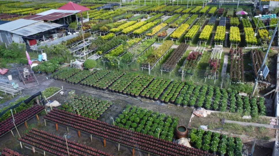 Làng hoa Sa Đéc tất bật trước ngày Festival Hoa - Kiểng lần II