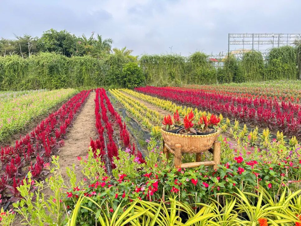 Làng hoa Sa Đéc tất bật trước ngày Festival Hoa - Kiểng lần II
