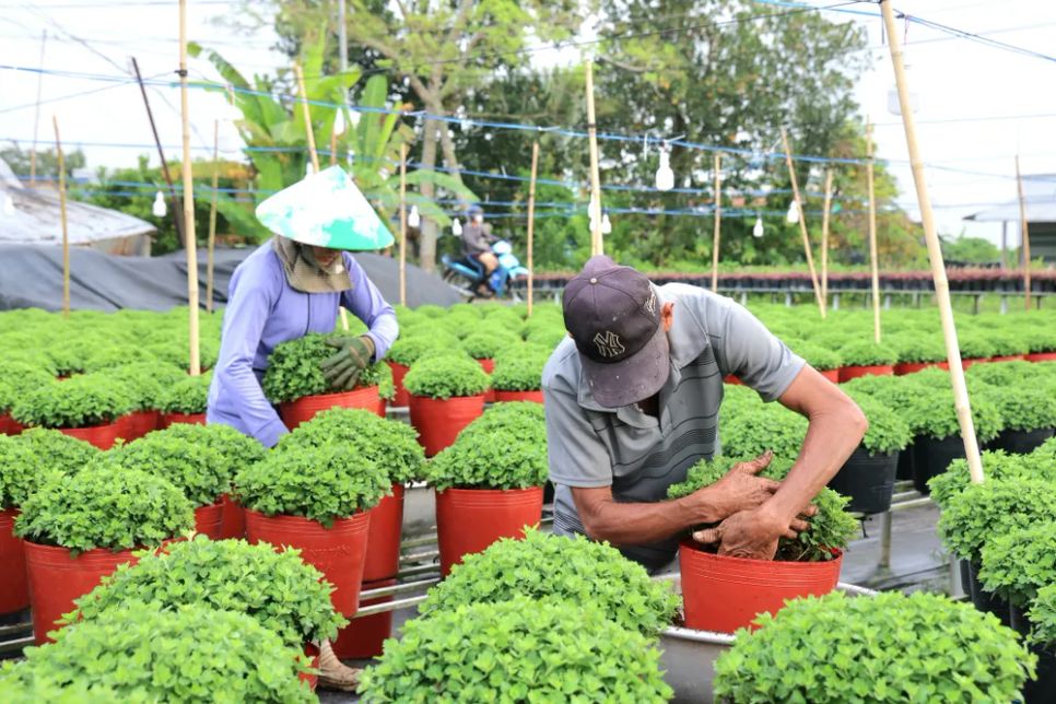 Làng hoa Sa Đéc tất bật trước ngày Festival Hoa - Kiểng lần II
