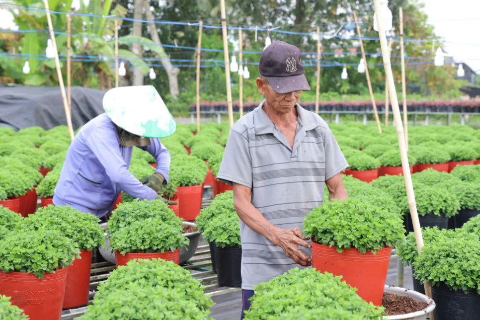 Làng hoa Sa Đéc tất bật trước ngày Festival Hoa - Kiểng lần II
