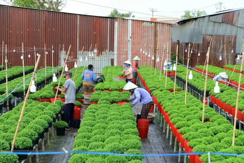 Làng hoa Sa Đéc tất bật trước ngày Festival Hoa - Kiểng lần II