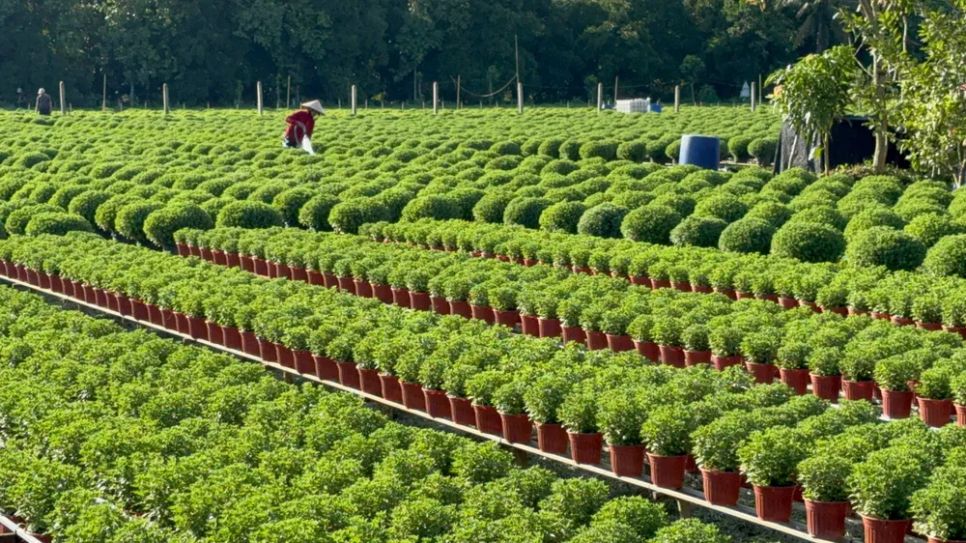 Làng hoa Sa Đéc tất bật trước ngày Festival Hoa - Kiểng lần II