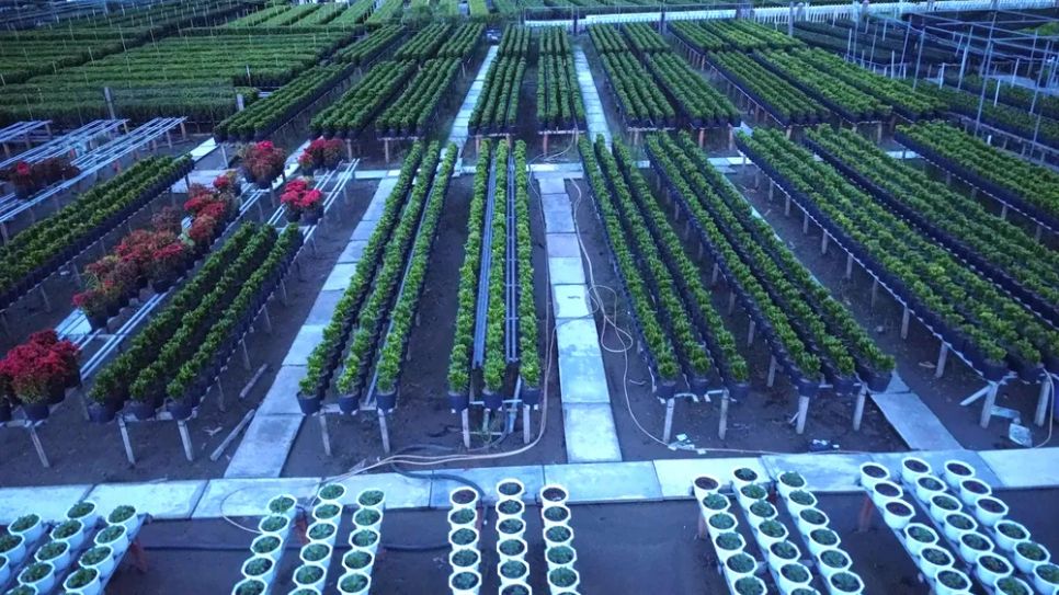 Làng hoa Sa Đéc tất bật trước ngày Festival Hoa - Kiểng lần II