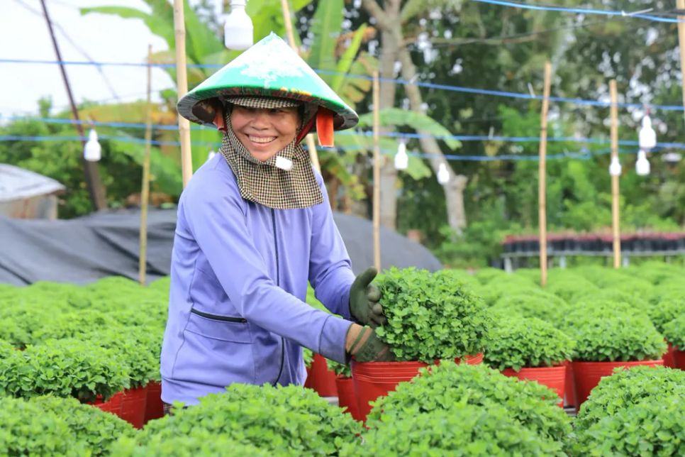 Làng hoa Sa Đéc tất bật trước ngày Festival Hoa - Kiểng lần II