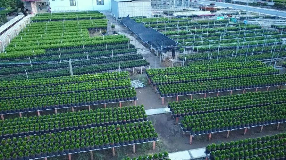 Làng hoa Sa Đéc tất bật trước ngày Festival Hoa - Kiểng lần II