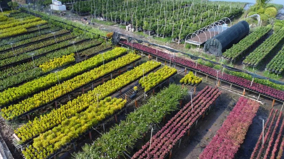 Làng hoa Sa Đéc tất bật trước ngày Festival Hoa - Kiểng lần II