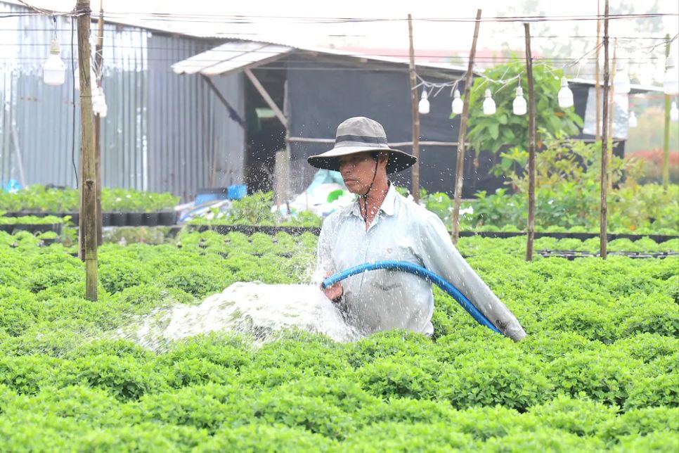 Làng hoa Sa Đéc tất bật trước ngày Festival Hoa - Kiểng lần II