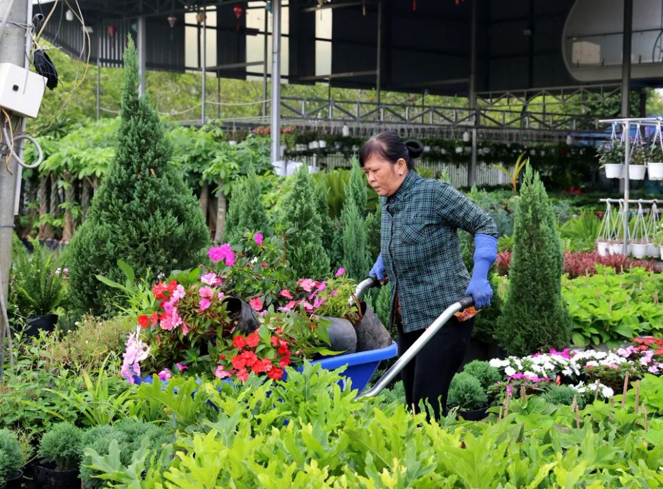 Làng hoa Sa Đéc tất bật trước ngày Festival Hoa - Kiểng lần II