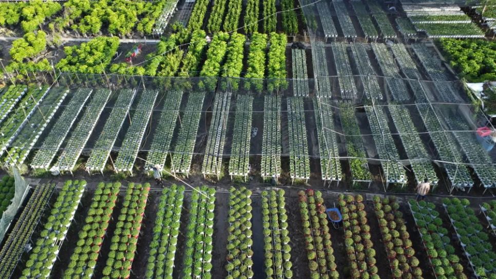 Làng hoa Sa Đéc tất bật trước ngày Festival Hoa - Kiểng lần II