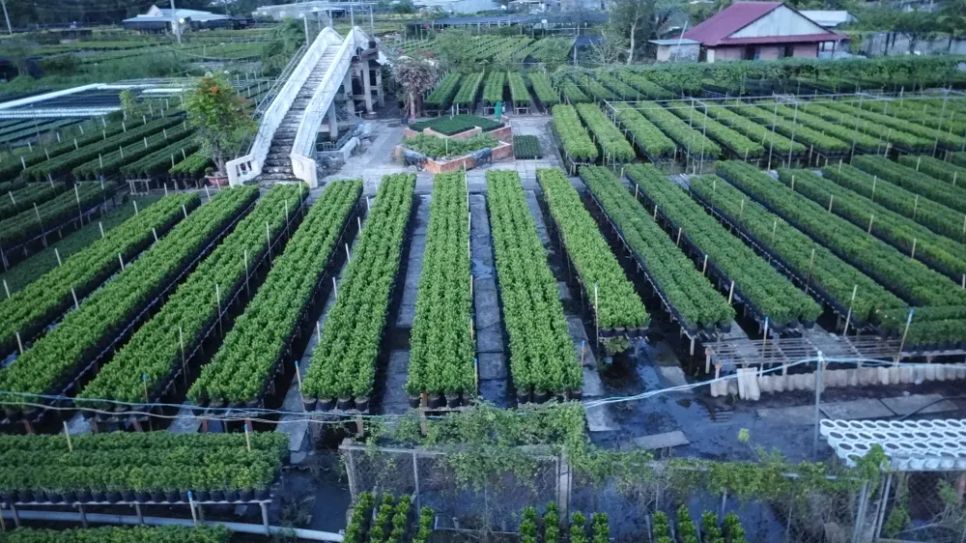 Làng hoa Sa Đéc tất bật trước ngày Festival Hoa - Kiểng lần II