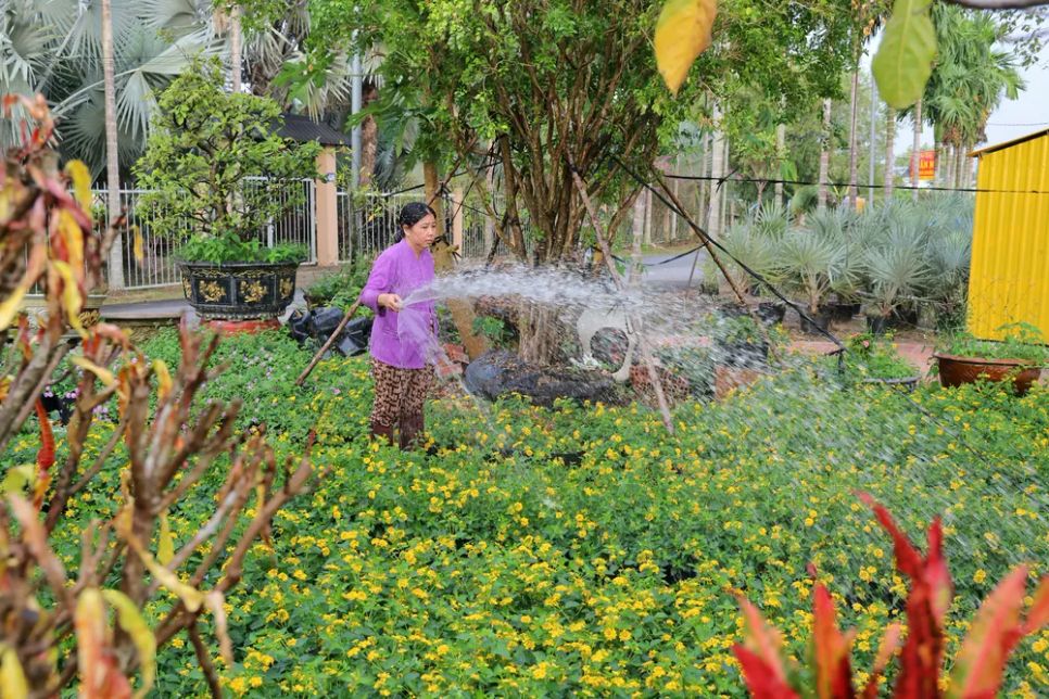 Làng hoa Sa Đéc tất bật trước ngày Festival Hoa - Kiểng lần II