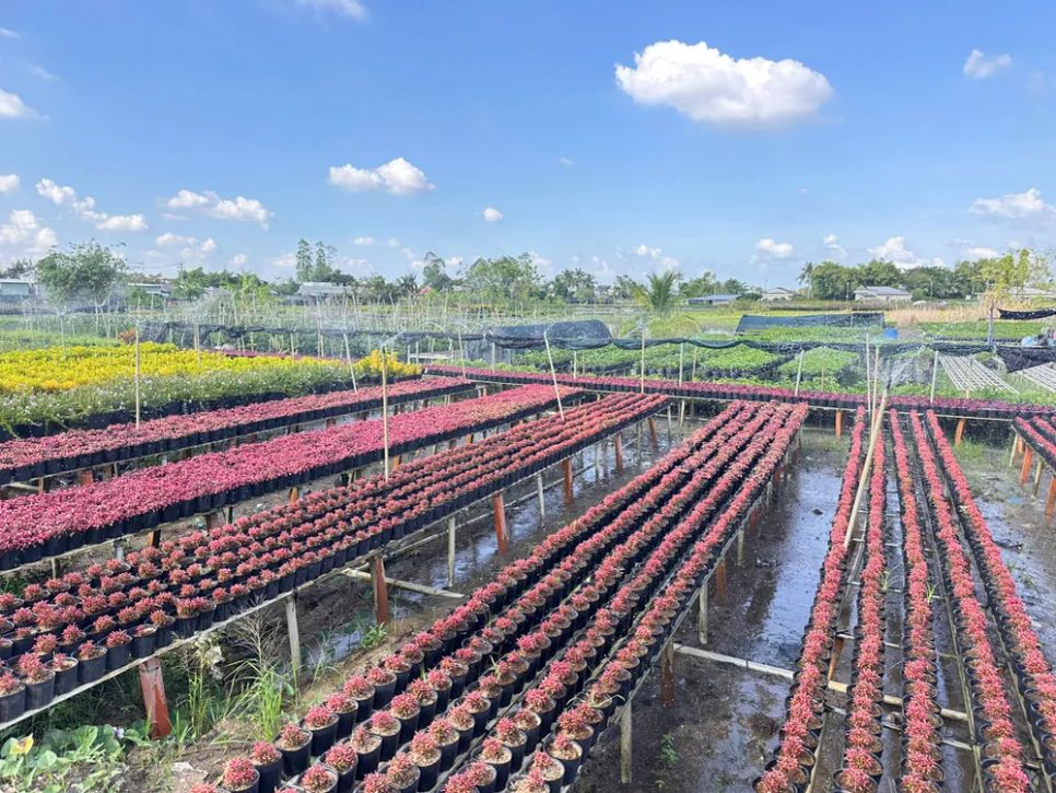 Làng hoa Sa Đéc tất bật trước ngày Festival Hoa - Kiểng lần II