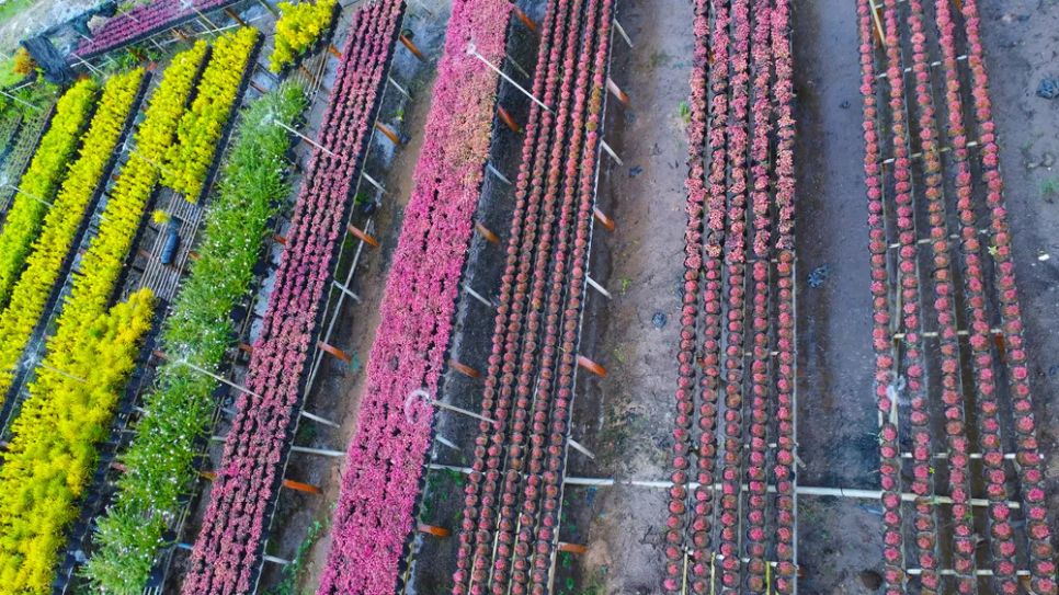 Làng hoa Sa Đéc tất bật trước ngày Festival Hoa - Kiểng lần II