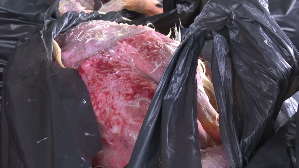 Phát hiện điểm tập kết hơn 2 tấn thịt vịt hôi thối tại phường Bến Cát Phát hiện điểm tập kết hơn 2 tấn thịt vịt hôi thối tại phường Bến Cát