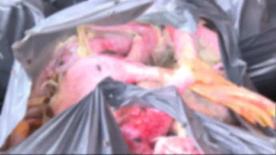 Số thịt vịt đã chết bốc mùi, ruồi đậu nhiều Số thịt vịt đã chết bốc mùi, ruồi đậu nhiều