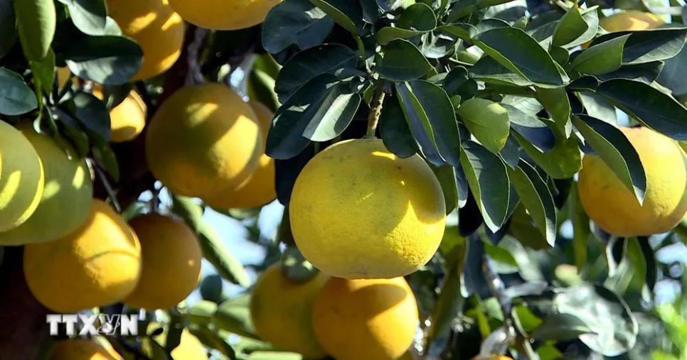 'Thủ phủ' quất, bưởi cảnh Hưng Yên tất bật cung hàng thị trường Tết 'Thủ phủ' quất, bưởi cảnh Hưng Yên tất bật cung hàng thị trường Tết