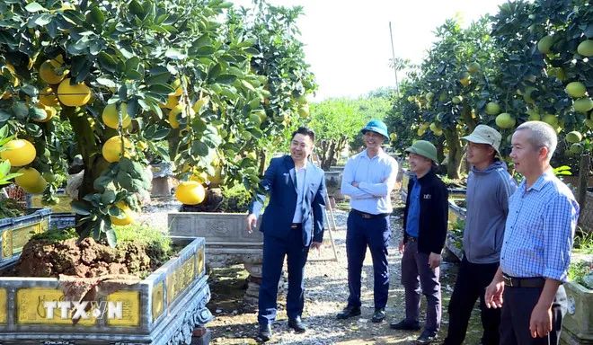 'Thủ phủ' quất, bưởi cảnh Hưng Yên tất bật cung hàng thị trường Tết 'Thủ phủ' quất, bưởi cảnh Hưng Yên tất bật cung hàng thị trường Tết