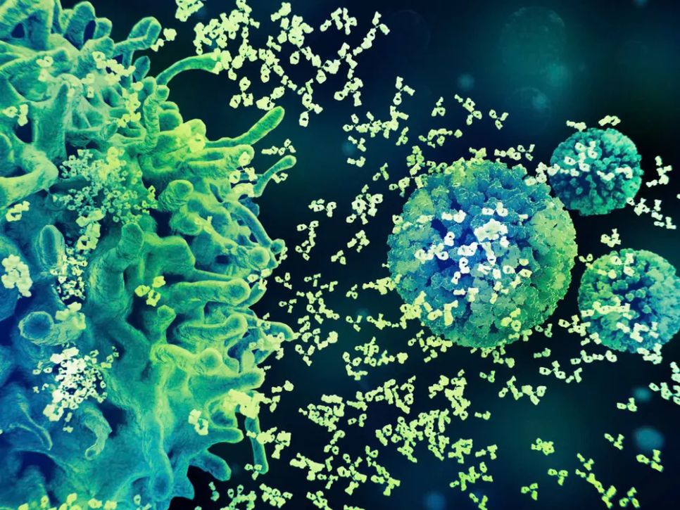 Virus HPV. Nguồn Science Visuals Virus HPV. Nguồn Science Visuals