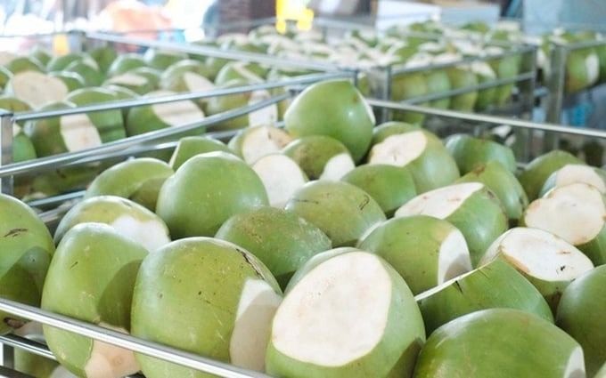 Nhập khẩu dừa, cau tăng mạnh trước biến động thị trường khu vực Nhập khẩu dừa, cau tăng mạnh trước biến động thị trường khu vực