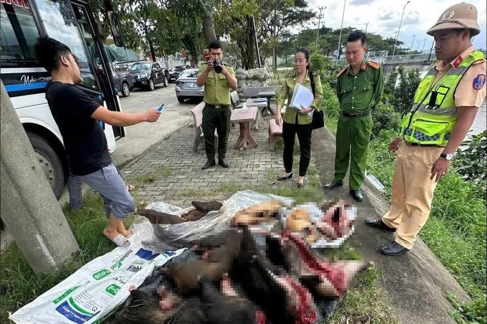 Phát hiện xe khách chở nhiều cá thể nghi động vật rừng nguy cấp, quý hiếm. Ảnh: CACC Phát hiện xe khách chở nhiều cá thể nghi động vật rừng nguy cấp, quý hiếm. Ảnh: CACC